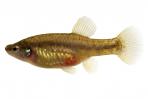 Zoogoneticus purhepechus