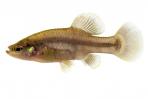 Zoogoneticus purhepechus