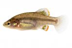 Zoogoneticus purhepechus