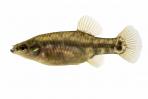 Zoogoneticus purhepechus