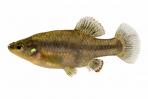 Zoogoneticus purhepechus