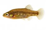 Zoogoneticus purhepechus