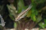 Chapalichthys encaustus