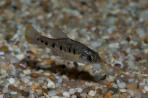 Chapalichthys encaustus