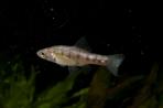 Chapalichthys encaustus