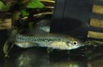 Ilyodon whitei
