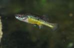 Allotoca dugesii 