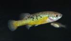 Allotoca dugesii 