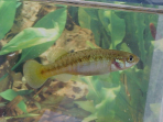 Allotoca goslinei