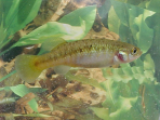 Allotoca goslinei