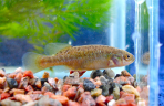 Allotoca goslinei