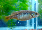 Allotoca goslinei