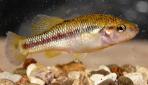 Allodontichthys tamazulae