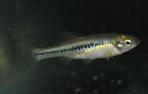 Ilyodon whitei