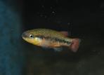 Characodon lateralis