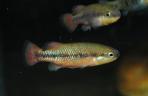 Characodon lateralis
