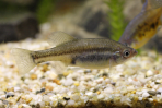 Skiffia multipunctata