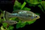 Ameca splendens