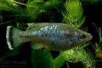 Ameca splendens