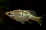 Ameca splendens