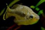 Ameca splendens