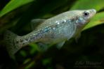 Ameca splendens