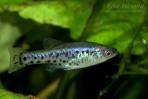 Ameca splendens