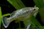 Ameca splendens