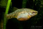 Zoogoneticus purhepechus