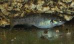 Allodontichthys polylepis
