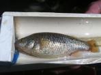 Empetrichthys latos