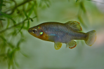 Zoogoneticus purhepechus