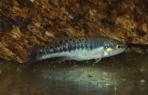 Allodontichthys tamazulae