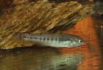 Allodontichthys tamazulae