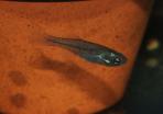 Girardinichthys viviparus