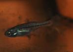 Girardinichthys viviparus