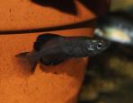 Girardinichthys viviparus