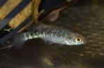 Allotoca zacapuensis
