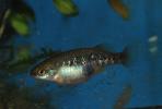 Allotoca zacapuensis