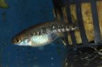 Allotoca zacapuensis