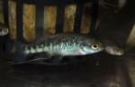 Allotoca zacapuensis