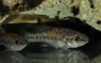 Allodontichthys zonistius
