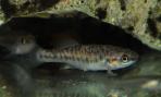 Allodontichthys zonistius
