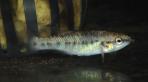 Allodontichthys zonistius