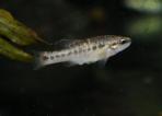 Allodontichthys zonistius