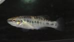 Allodontichthys zonistius
